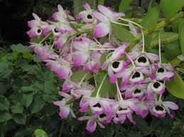 Dendrobium Nobile